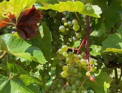 A Day in the Vineyard